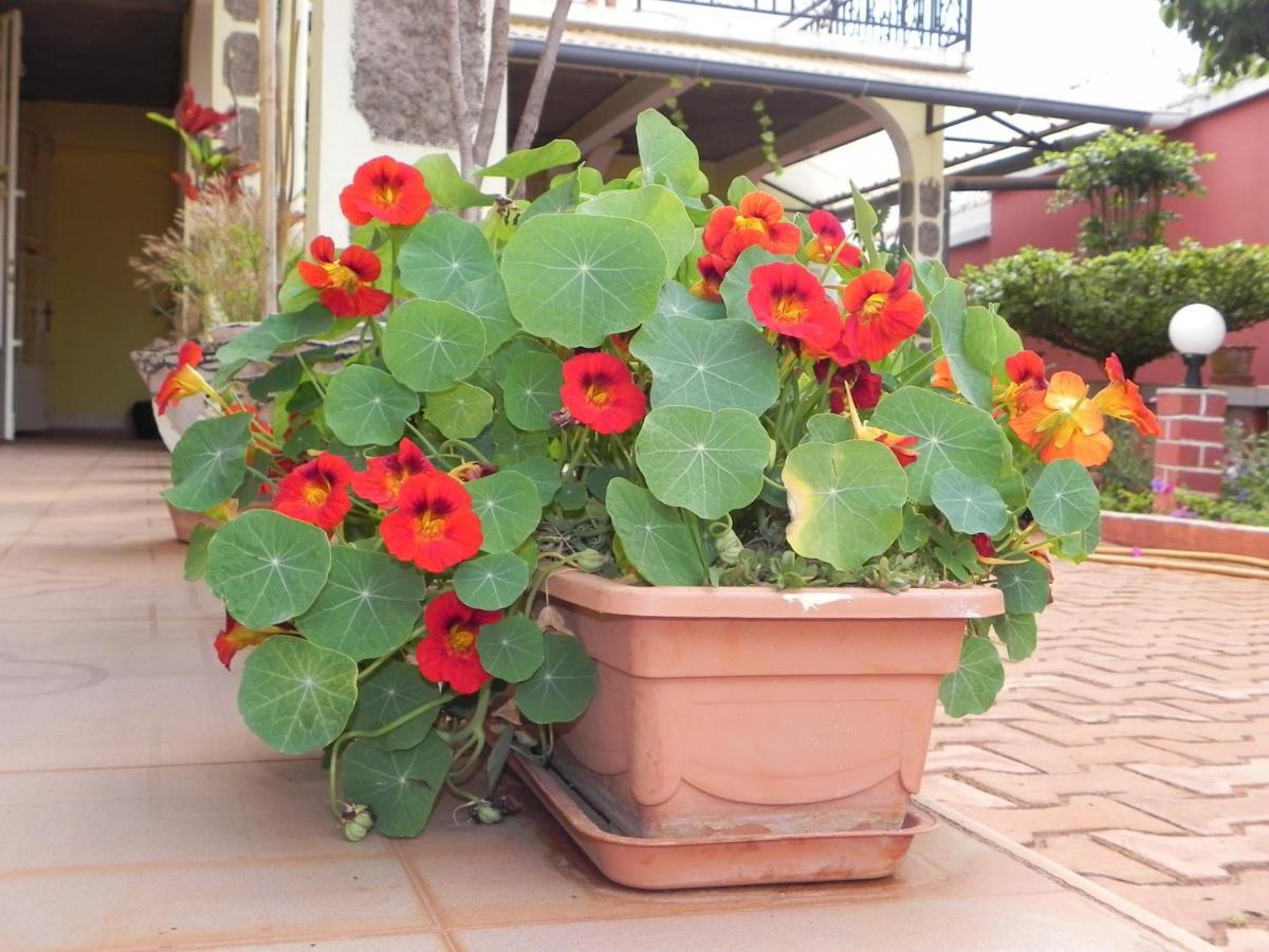 Petite Flower Guest House Talata-maty Kültér fotó